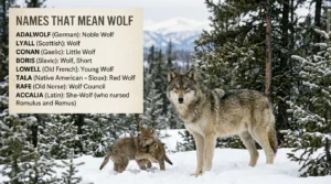 Names that mean wolf